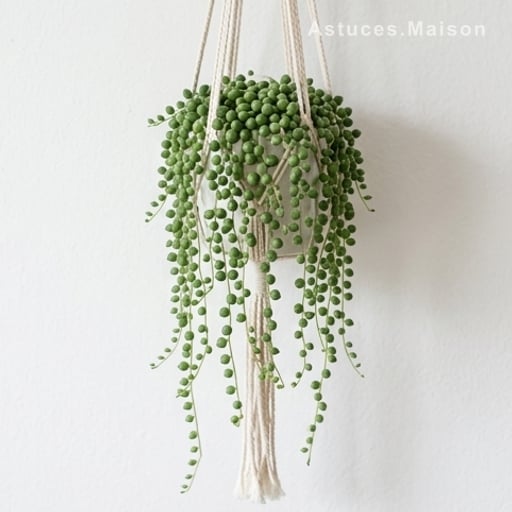 Senecio rowleyanus : la plante collier qui ne fait pas d'histoire